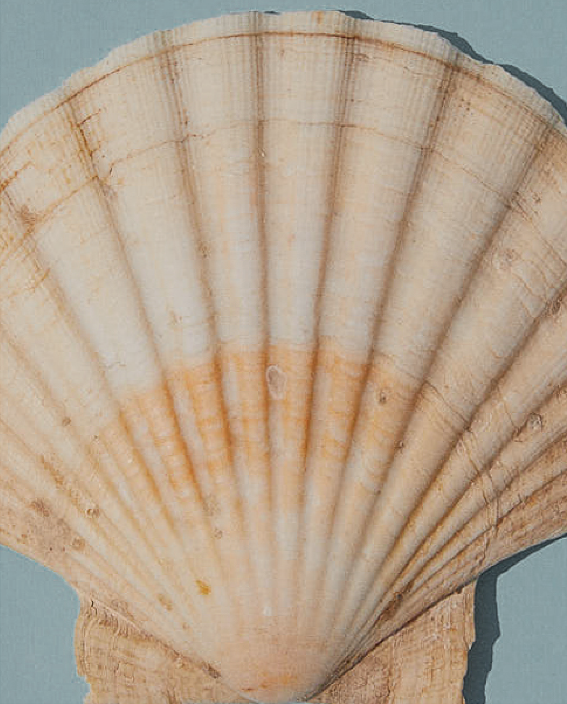 shell color hay